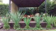 Balinese Garden